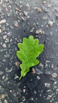 An oak leaf with raindrops on the surface lies on the road Stock Photos