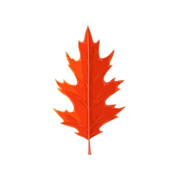 Oak leaf red, autumn fall trees foliage, isolated Stock Illustration