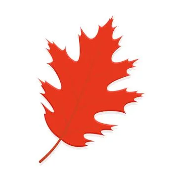 Oak leaf red Stock Illustration