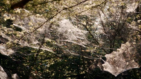 Oak Leaf Rollers Video stock 130085787