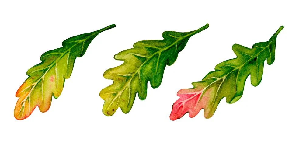Oak Leaf. A set of illustrations painted in watercolor. Stock Illustration