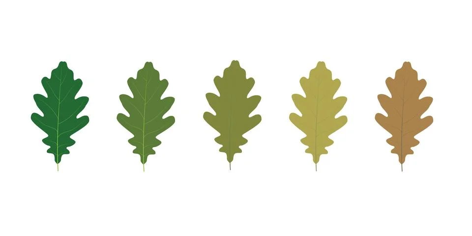 Oak Leaf Set Through Four Seasons, Spring Summer Fall Winter Illustrazione stock