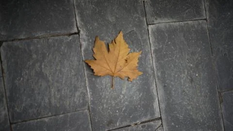 Oak leaf on a sidewalk Foto stock