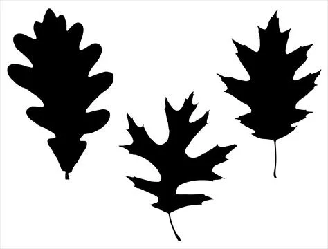 OAK LEAF SILHOUETTE Illustrazione stock