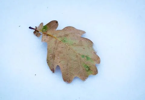 Oak leaf on snow Foto stock