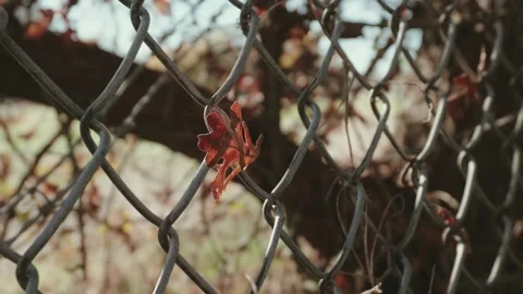 Oak leaf stuck on chain link fence in fall 動画素材 295005454