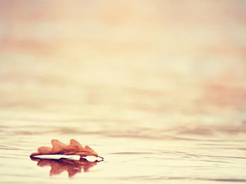 Oak leaf on thin ice with nice sun reflection. 스톡 사진