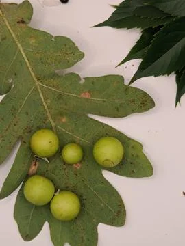 Oak leaf top view Stock Photos