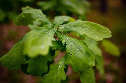 Oak leaf on a tree after rain Stock Photos