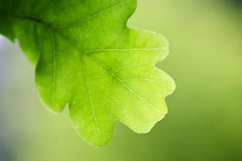 Oak leaf on tree Stock Photos