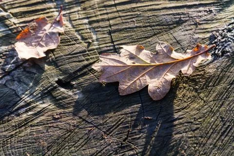 Oak Leaf on a Tree Trunk Stock Photos