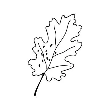 Oak leaf vector hand drawn line art outline graphic isolated on white backgro イラスト素材