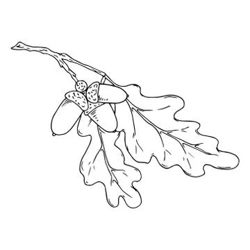 Oak leaf. Vector illustration of a falling oak leaf. Hand drawn oak leaf. Aut Stock Illustration