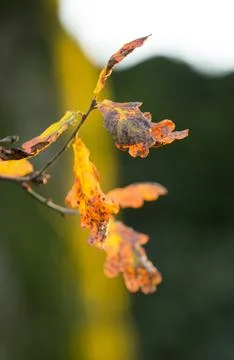 An Oak leaf in warm evening light, Ambleside, Lake District, UK. Stock Photos