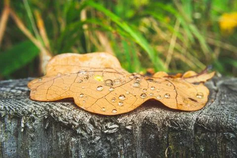 Oak leaf with water drops lying on the stump Stock Photos