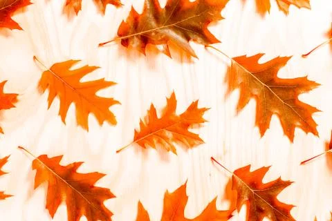 Oak leaf on white background, flat lay, top view Stock Photos