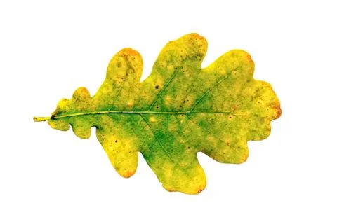 Oak leaf on a white background Stock Photos