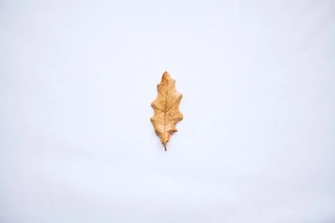 Oak leaf on a white background Stock Photos