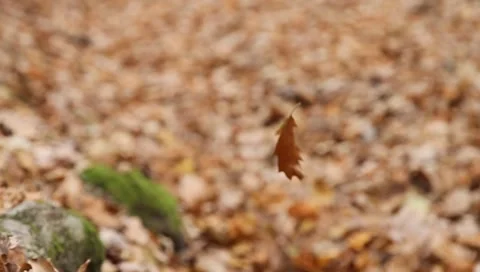 Oak leaf in the wind (1/3) Vídeos de archivo 8156950