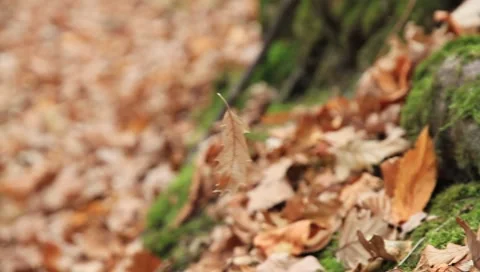 Oak leaf in the wind (2/3) Vídeos de archivo 7905532