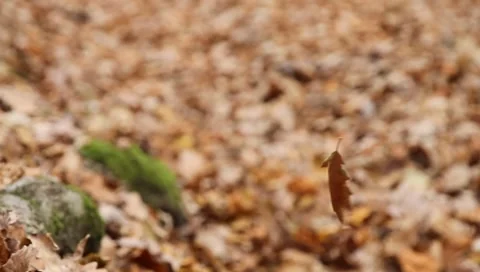 Oak leaf in the wind (3/3) Vídeos de archivo 8156930