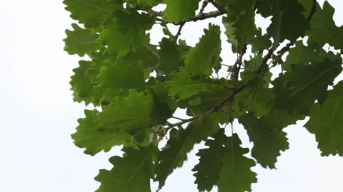 Oak leaf on wind Stock Footage 256984769