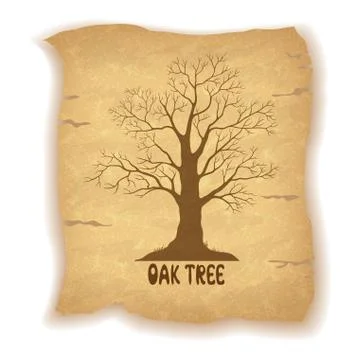 Oak Leafless Tree on Old Paper Stock Illustration