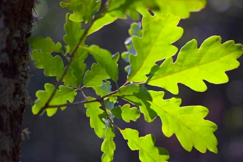 Oak leafs against sunset Stock Photos