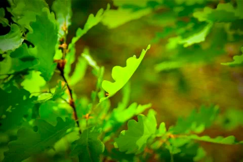 Oak leafs against sunset Stock Photos