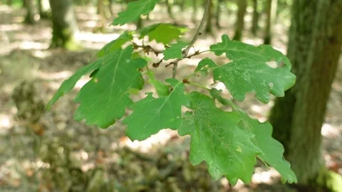 Oak leafs moving in the wind Video stock 161640044