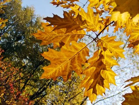 Oak leafs Stock Photos