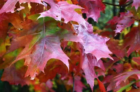 Oak leafs Stock Photos