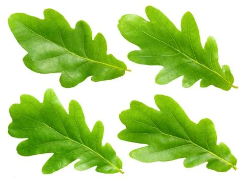 Oak leafs. Stock Photos