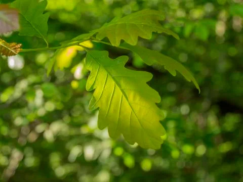 Oak leafs in the sun closeup Stock Photos
