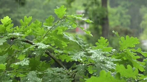 Oak Leafs Waterdrops Rain blurry Background Clip0045 Stock Footage 130871129