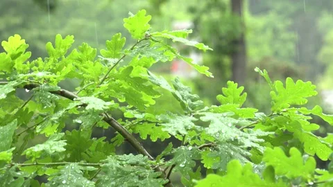 Oak Leafs Waterdrops Rain blurry Background Clip0046 Stock Footage 130871245