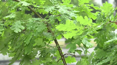 Oak Leafs Waterdrops Rain blurry Background with Cars Clip0050 Stock Footage 130871358