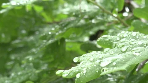 Oak Leafs Waterdrops Rain blurry Background with Cars Clip0052 Stock Footage 130871368
