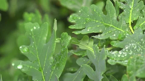 Oak Leafs Waterdrops Rain CloseUp Clip0051 Stock Footage 130871342