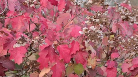 Oak-leaved hydrangea (Hydrangea quercifolia) Stock Footage 13676905