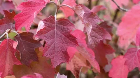 Oak-leaved hydrangea (Hydrangea quercifolia) Stock Footage 13678137