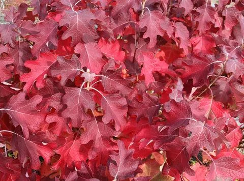 Oak-leaved hydrangea - Hydrangea quercifolia Foto stock