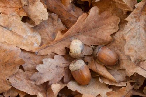 Oak leaves with acorns Stock Photos