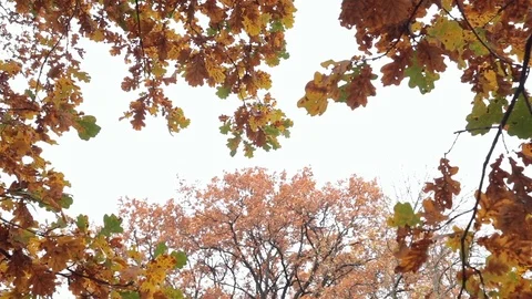 Oak leaves in autumn. Stock Footage 81865897