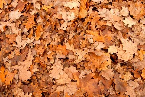 Oak leaves background 库存照片