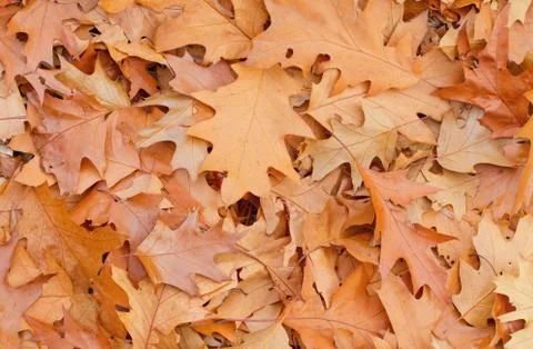 Oak leaves background Stock Photos