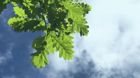 Oak leaves blowing in the wind blue sky with white clouds Stock Footage 134801053