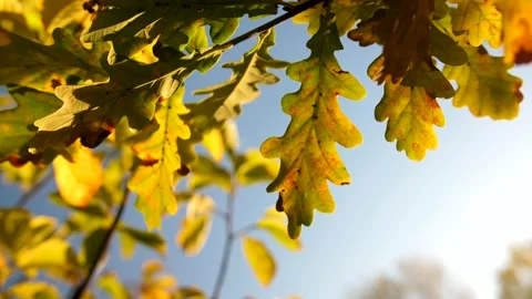 Oak leaves on blue sky background Video stock 164549243