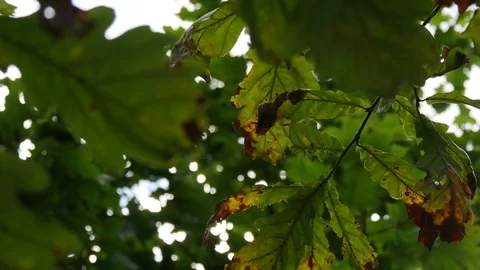 The Oak Leaves On The Branch Sway In The Wind 스톡 동영상 80269653