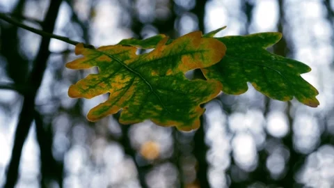 Oak leaves changing color cold winter day Stock Footage 222750489